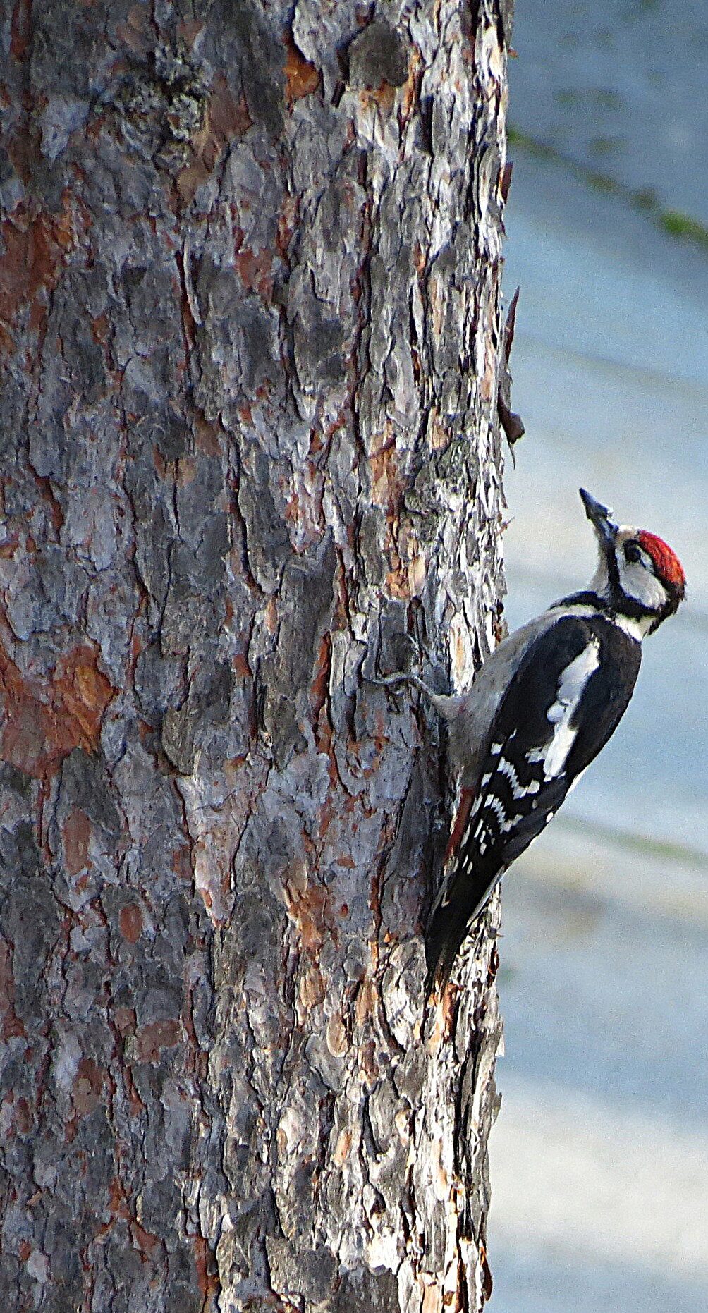 Valokuvaaja: Suvi Kaikkonen