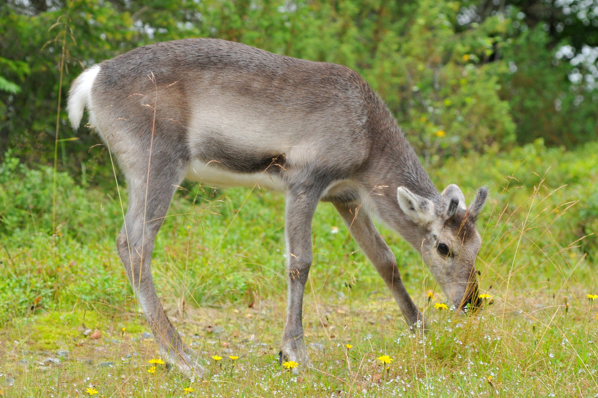 Valokuvaaja: Kaarlo Asikainen