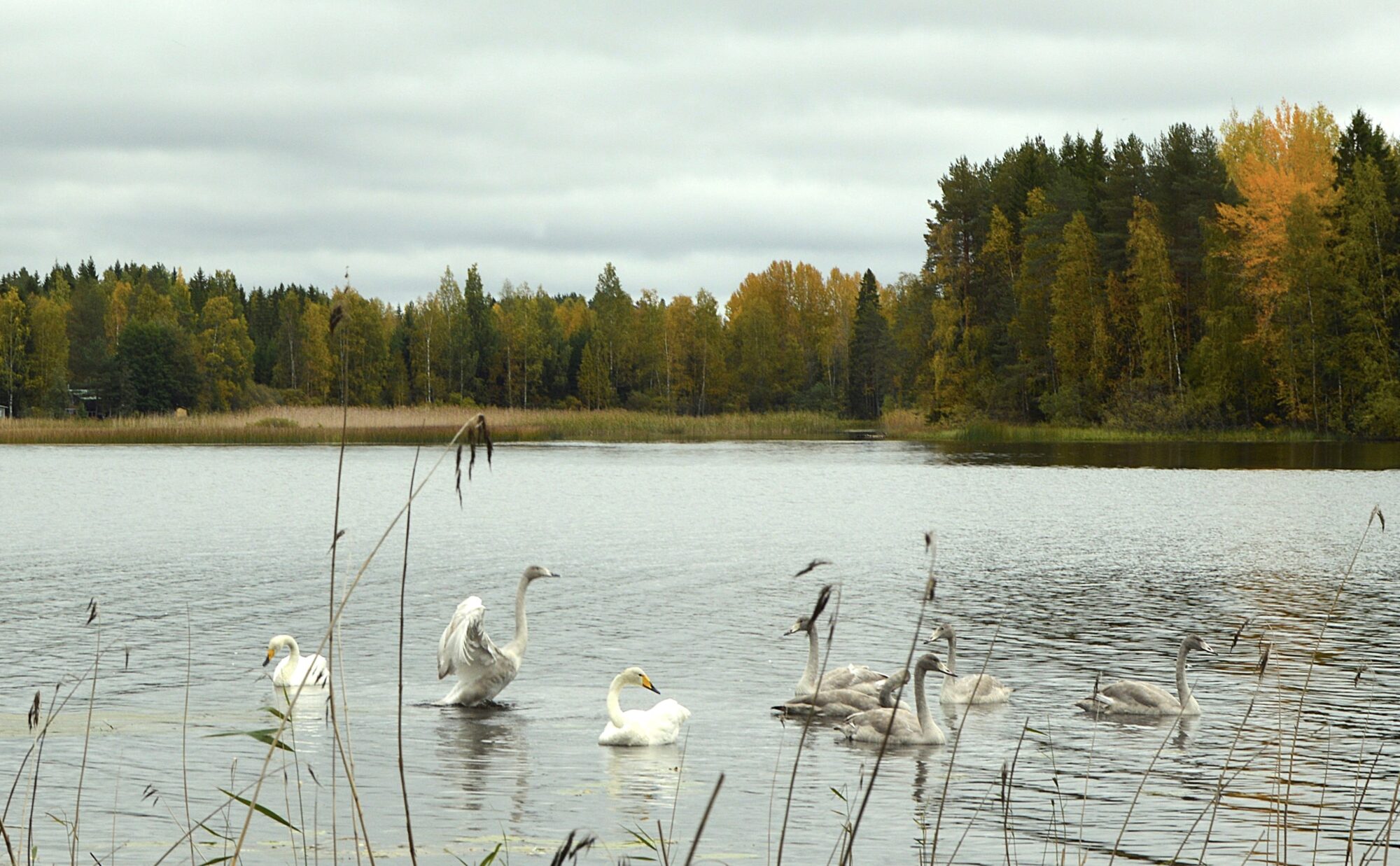 Valokuvaaja: Nina Hämäläinen