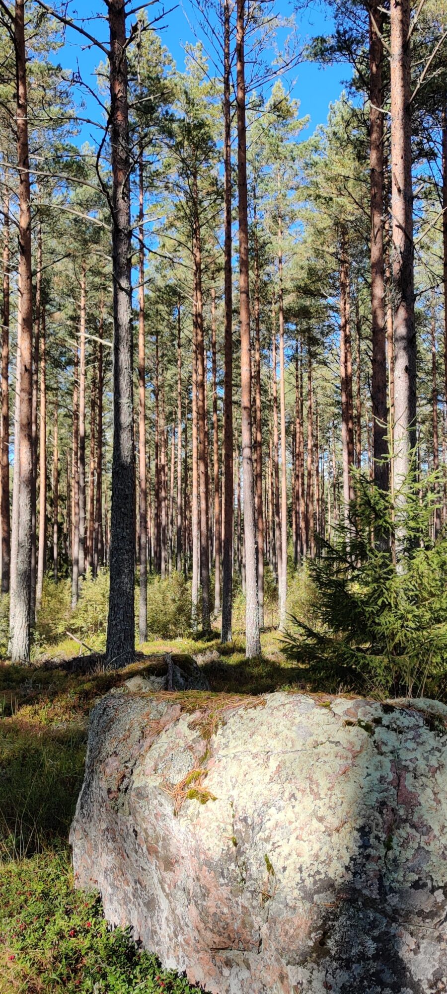 Valokuvaaja: Laila Knaappila