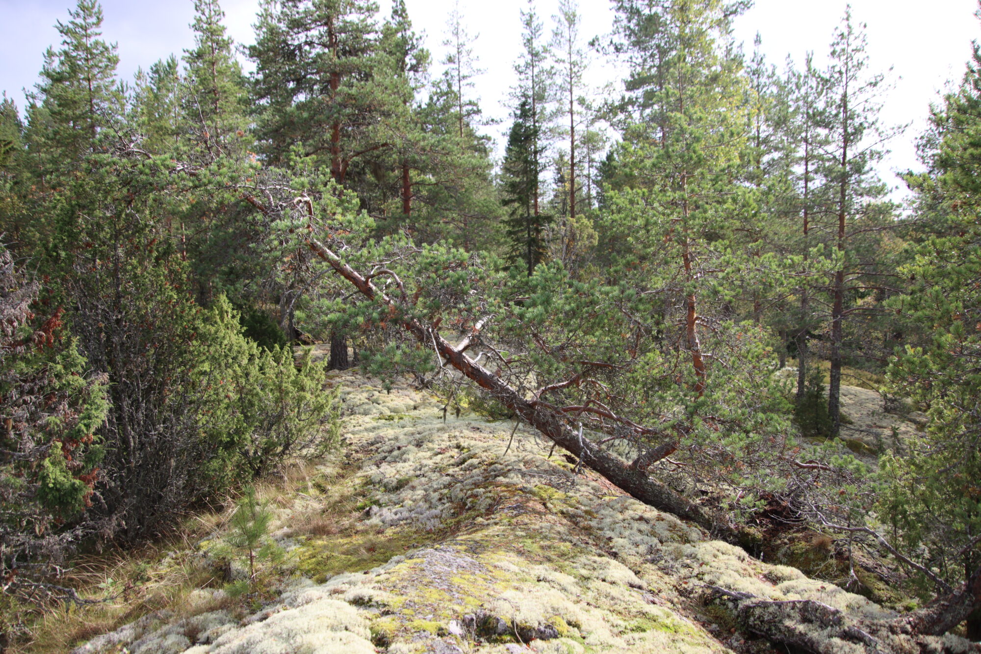Valokuvaaja: Seppo Leppänen