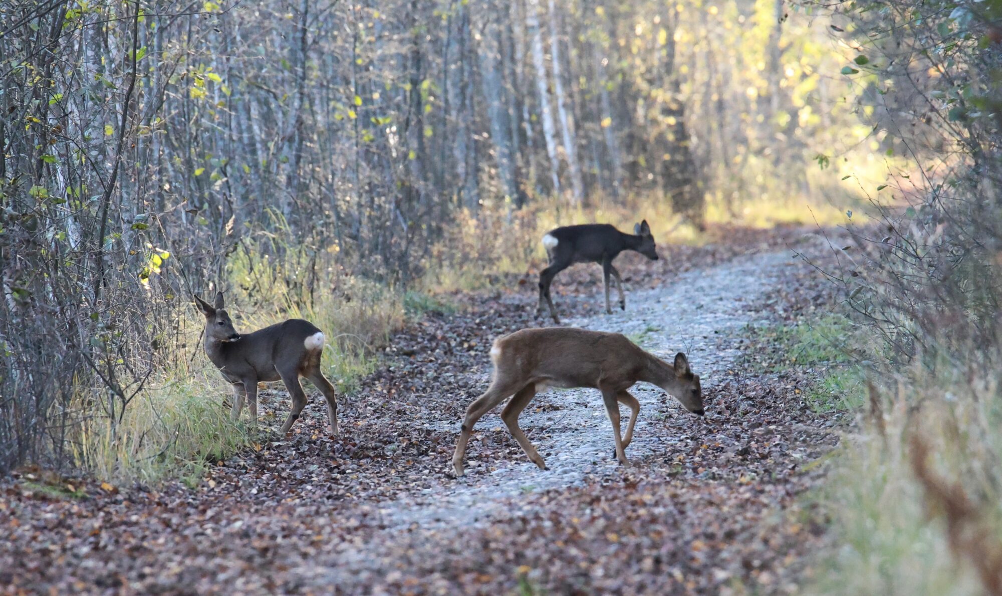 Valokuvaaja: Jaana Saarelainen